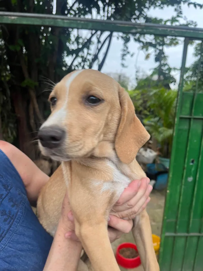 Cachorro ra a Mix de Labrador idade 2 a 6 meses nome Blenda