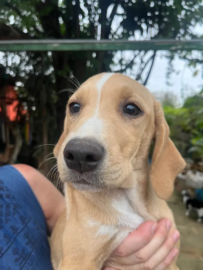 Cachorro ra a Mix de Labrador idade 2 a 6 meses nome Blenda