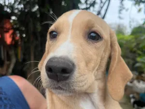 Cachorro raça Mix de Labrador idade 2 a 6 meses nome Blenda