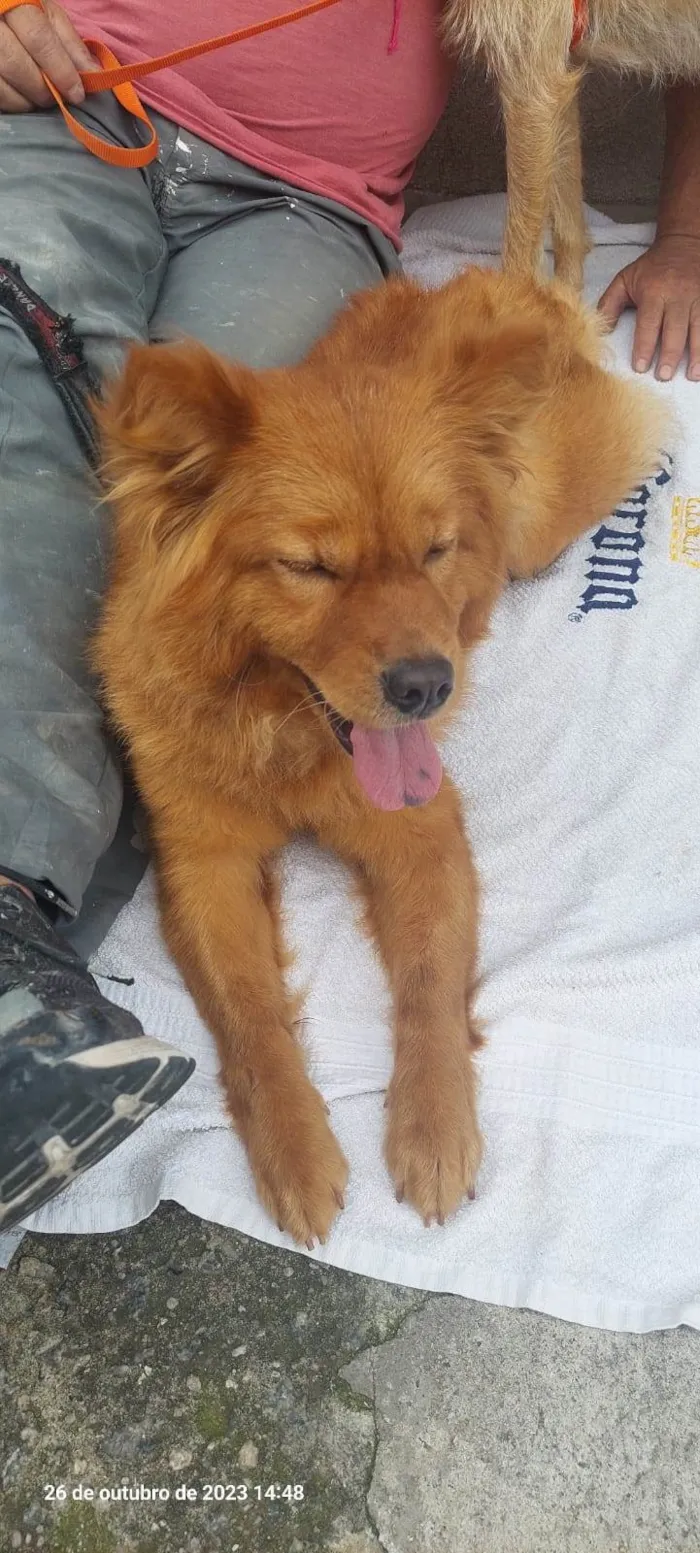 Cachorro ra a Chow Chow idade 7 a 11 meses nome Bella