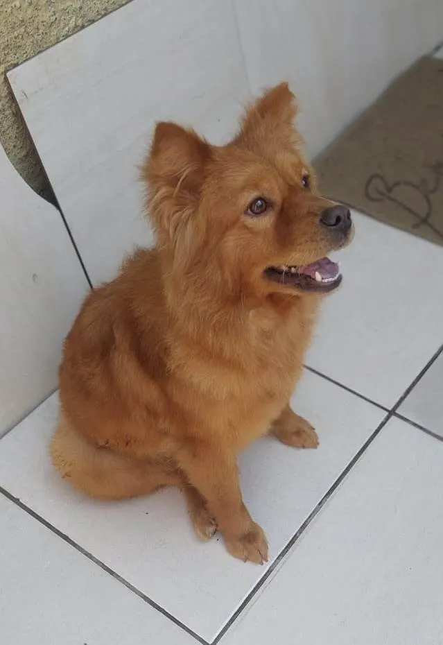 Cachorro ra a Chow Chow idade 7 a 11 meses nome Bella