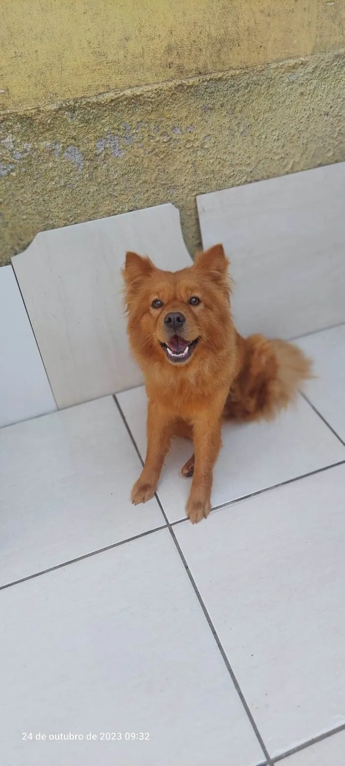 Cachorro ra a Chow Chow idade 7 a 11 meses nome Bella