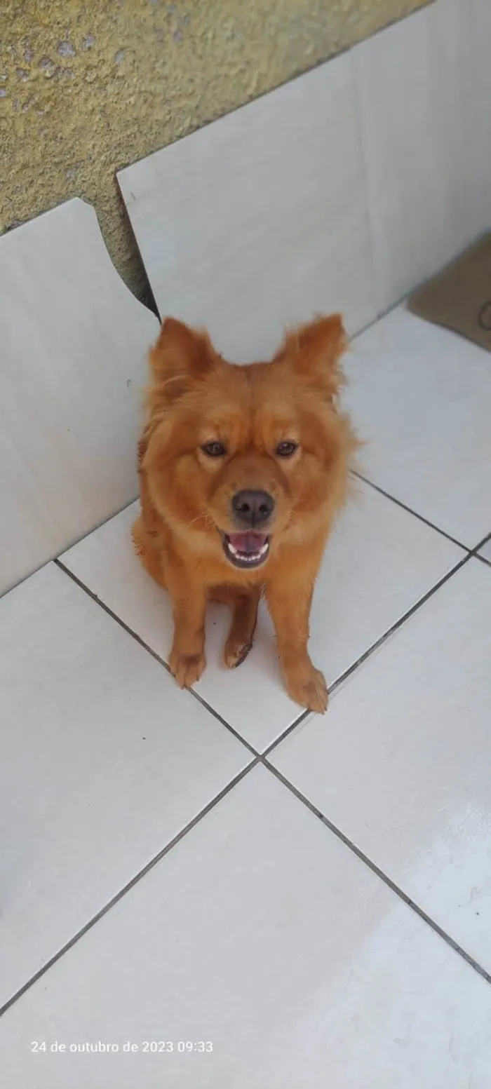 Cachorro ra a Chow Chow idade 7 a 11 meses nome Bella