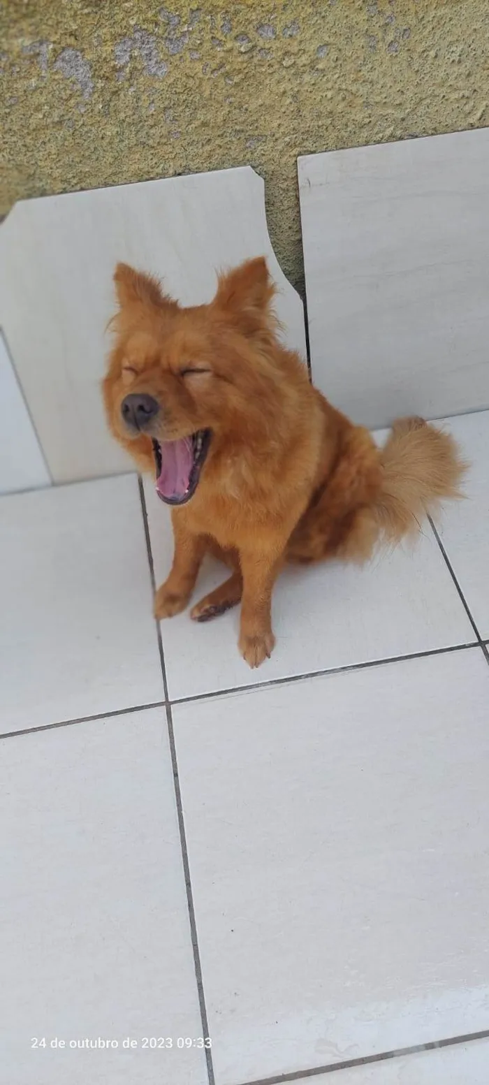 Cachorro ra a Chow Chow idade 7 a 11 meses nome Bella