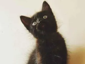 Gato raça SRD-ViraLata idade Abaixo de 2 meses nome CAIO BLACK