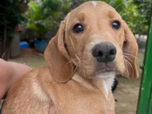 Cachorro raça Mix de Labrador idade 2 a 6 meses nome Cookie