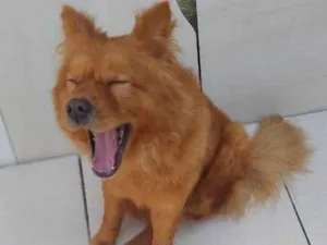 Cachorro raça Chow Chow idade 7 a 11 meses nome Bella