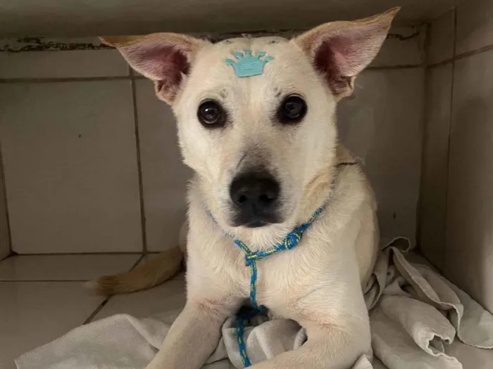 Cachorro ra a SRD-ViraLata idade 2 anos nome Lolla