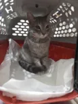 Miau