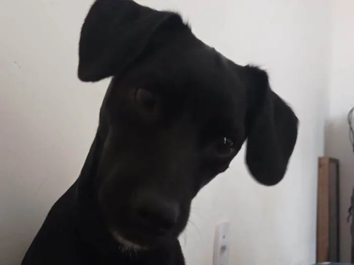 Cachorro ra a SRD-ViraLata idade 7 a 11 meses nome Neguinho