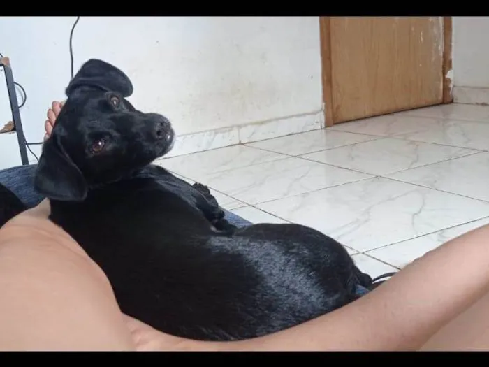 Cachorro ra a SRD-ViraLata idade 7 a 11 meses nome Neguinho