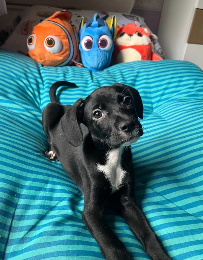 Cachorro ra a SRD-ViraLata idade 2 a 6 meses nome Ana Lúcia 