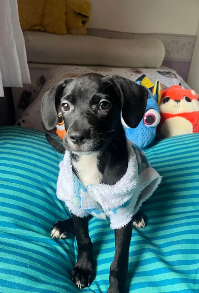Cachorro ra a SRD-ViraLata idade 2 a 6 meses nome Ana Lúcia 