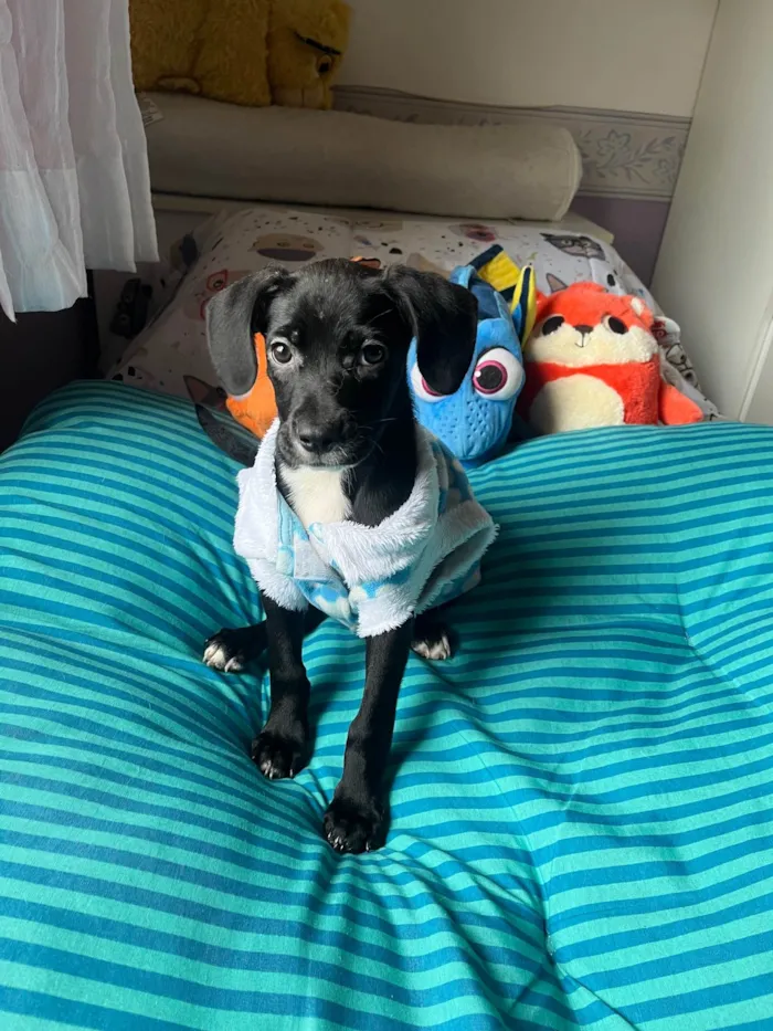 Cachorro ra a SRD-ViraLata idade 2 a 6 meses nome Ana Lúcia 