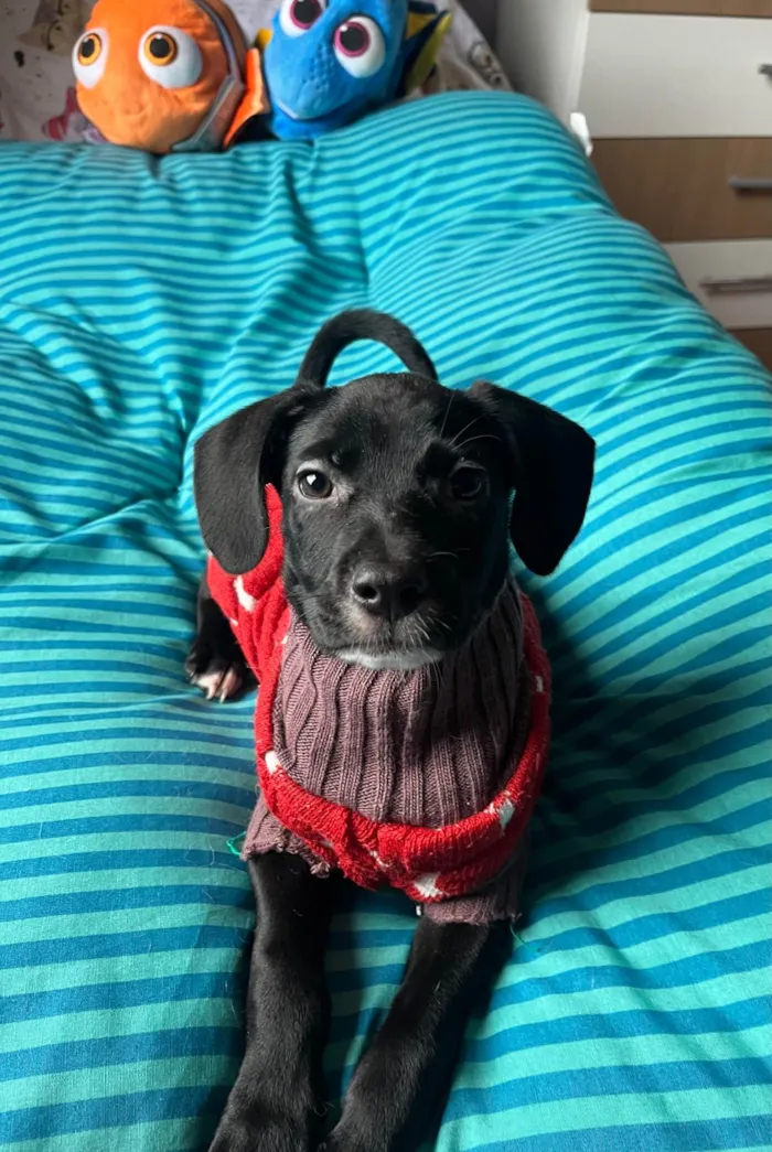 Cachorro ra a SRD-ViraLata idade 2 a 6 meses nome Ana Lúcia 