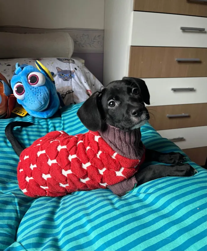 Cachorro ra a SRD-ViraLata idade 2 a 6 meses nome Ana Lúcia 