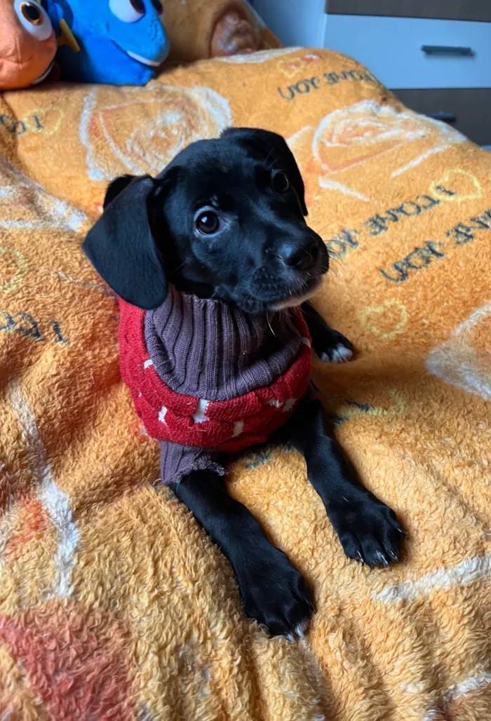 Cachorro ra a SRD-ViraLata idade 2 a 6 meses nome Ana Lúcia 