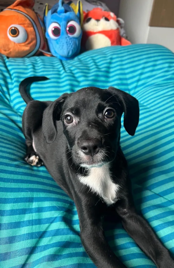 Cachorro ra a SRD-ViraLata idade 2 a 6 meses nome Ana Lúcia 
