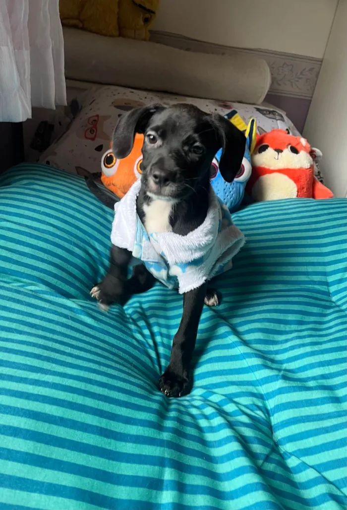Cachorro ra a SRD-ViraLata idade 2 a 6 meses nome Ana Lúcia 