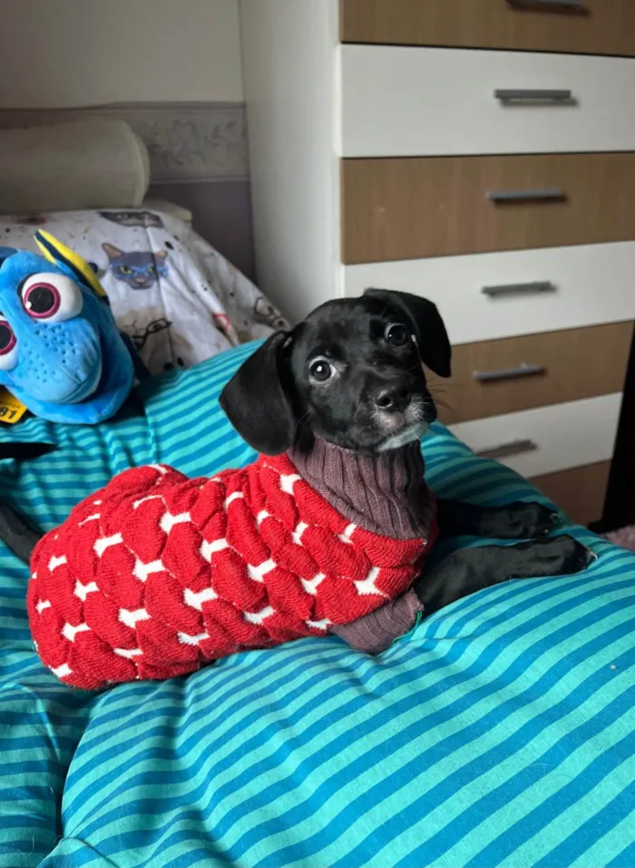 Cachorro ra a SRD-ViraLata idade 2 a 6 meses nome Ana Lúcia 