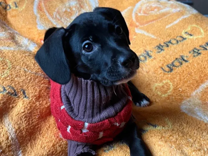 Cachorro ra a SRD-ViraLata idade 2 a 6 meses nome Ana Lúcia 