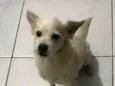Nico