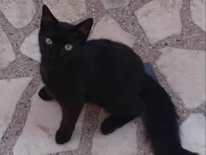 Gato raça SRD-ViraLata idade 7 a 11 meses nome Pretinho