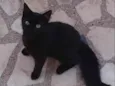 Pretinho