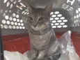 Miau