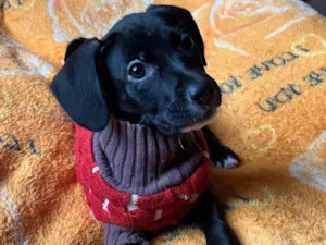 Cachorro raça SRD-ViraLata idade 2 a 6 meses nome Ana Lúcia 