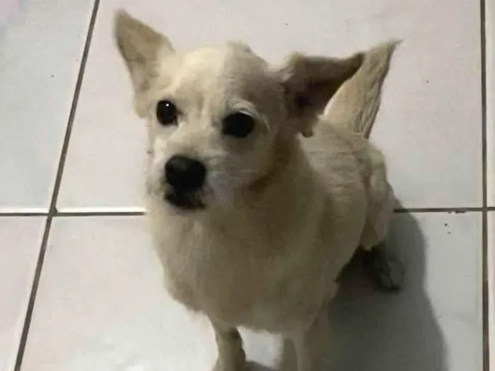 Cachorro ra a SRD-ViraLata idade 6 ou mais anos nome Nico