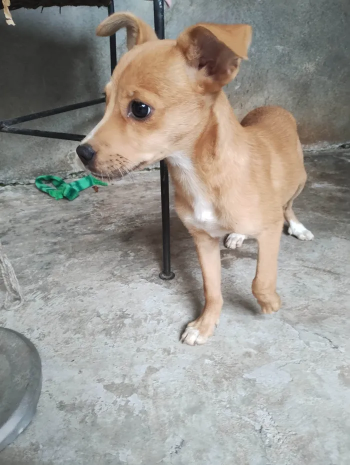 Cachorro ra a SRD-ViraLata idade 2 a 6 meses nome Pipoca/ Thor 