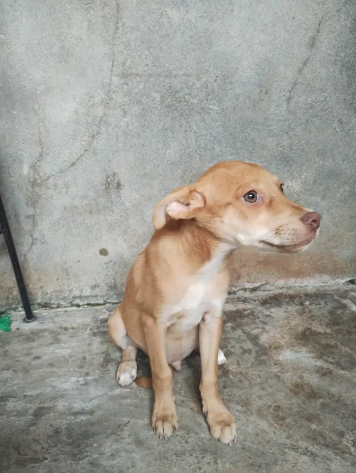 Cachorro ra a SRD-ViraLata idade 2 a 6 meses nome Pipoca/ Thor 