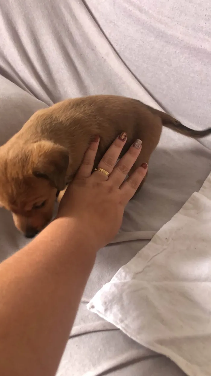 Cachorro ra a SRD-ViraLata idade Abaixo de 2 meses nome Filhotes 