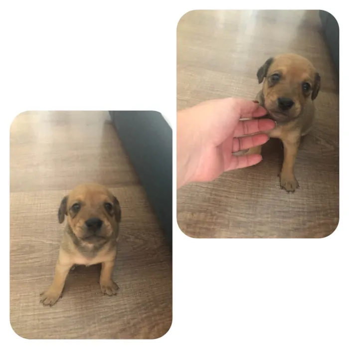 Cachorro ra a SRD-ViraLata idade Abaixo de 2 meses nome Filhotes 