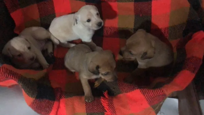 Cachorro ra a SRD-ViraLata idade Abaixo de 2 meses nome Filhotes 