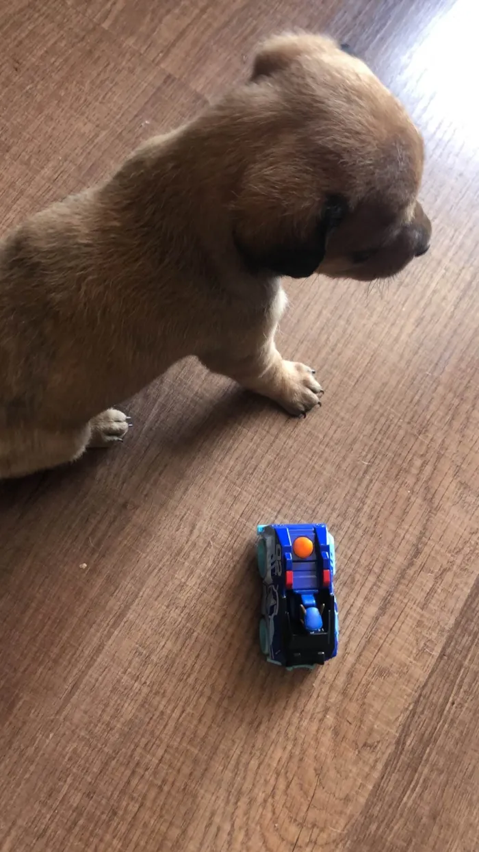 Cachorro ra a SRD-ViraLata idade Abaixo de 2 meses nome Filhotes 