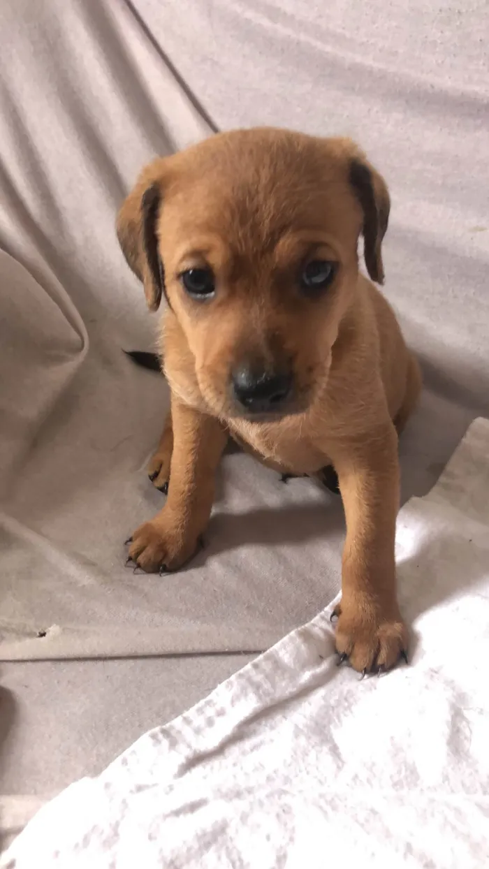 Cachorro ra a SRD-ViraLata idade Abaixo de 2 meses nome Filhotes 