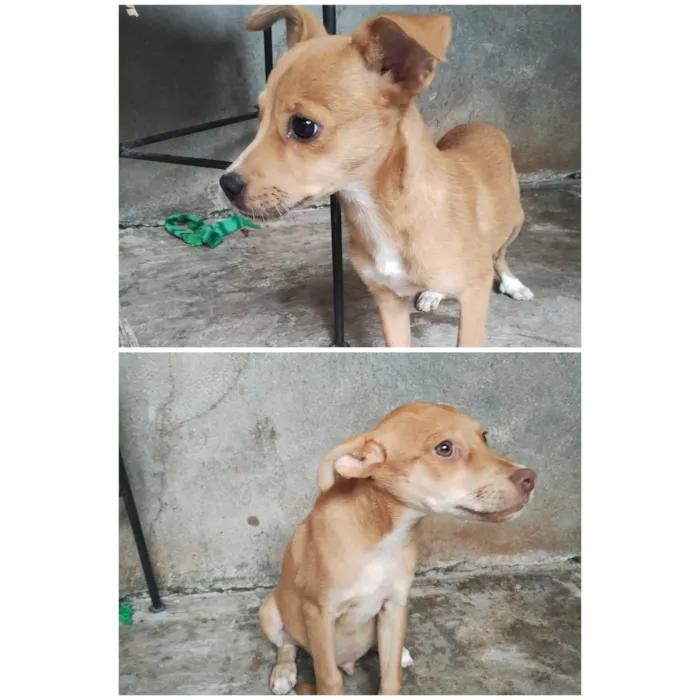 Cachorro ra a SRD-ViraLata idade 2 a 6 meses nome Pipoca/ Thor 