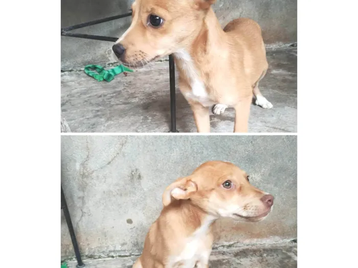 Cachorro ra a SRD-ViraLata idade 2 a 6 meses nome Pipoca/ Thor 