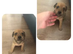 Cachorro raça SRD-ViraLata idade Abaixo de 2 meses nome Filhotes 