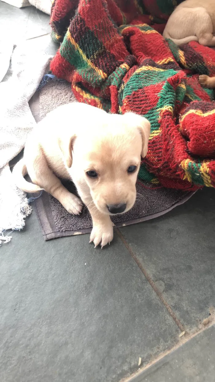 Cachorro ra a SRD-ViraLata idade Abaixo de 2 meses nome Filhote 