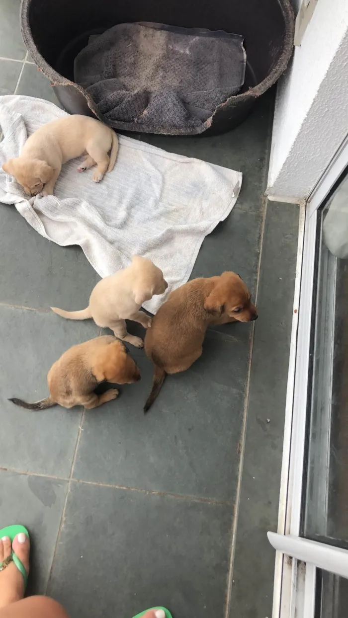 Cachorro ra a SRD-ViraLata idade Abaixo de 2 meses nome Filhote 
