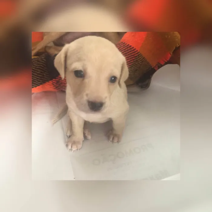 Cachorro ra a SRD-ViraLata idade Abaixo de 2 meses nome Filhote 