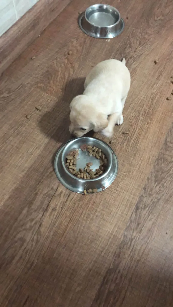 Cachorro ra a SRD-ViraLata idade Abaixo de 2 meses nome Filhote 