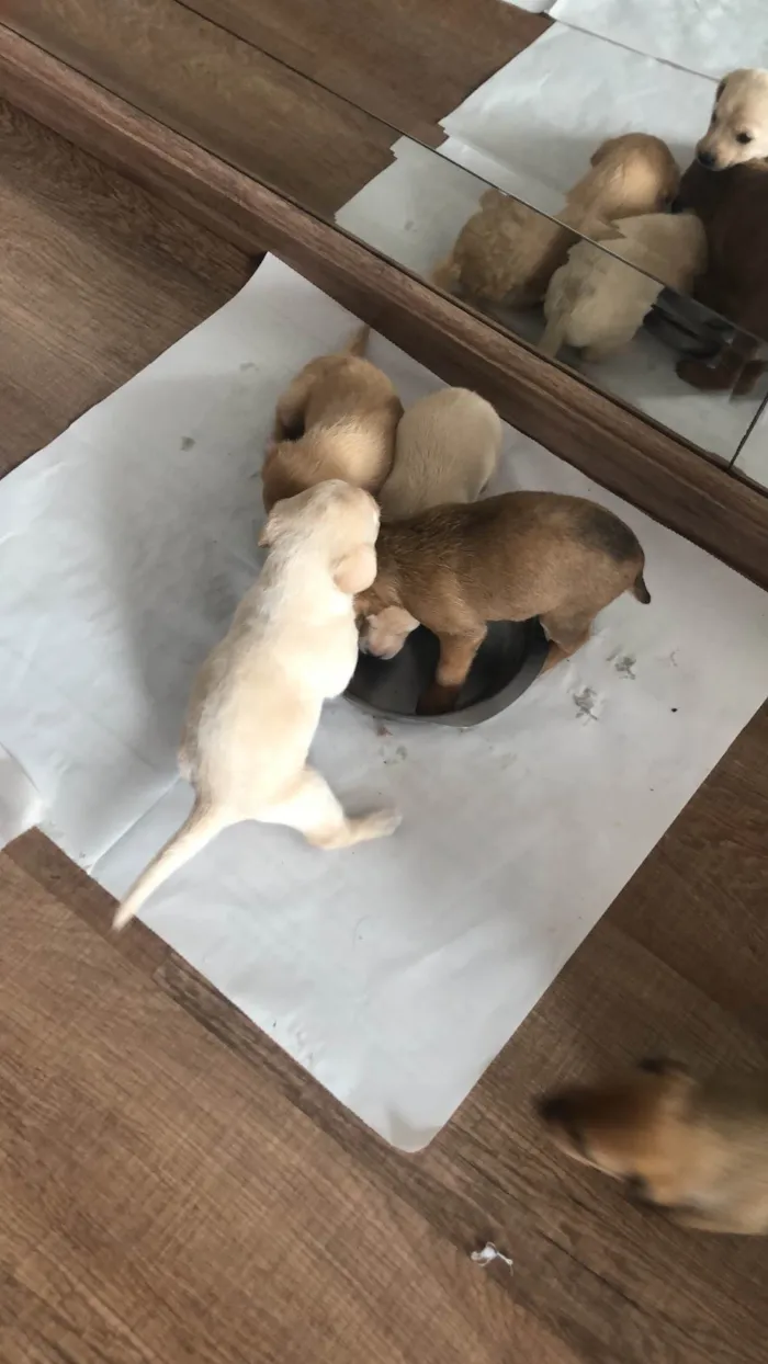 Cachorro ra a SRD-ViraLata idade Abaixo de 2 meses nome Filhote 