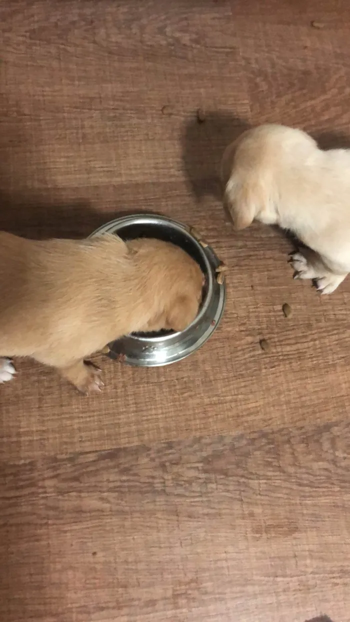 Cachorro ra a SRD-ViraLata idade Abaixo de 2 meses nome Filhote 