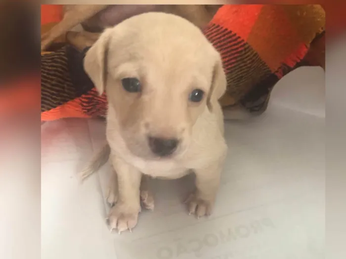 Cachorro ra a SRD-ViraLata idade Abaixo de 2 meses nome Filhote 