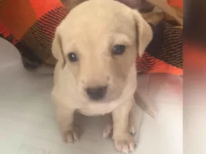 Cachorro raça SRD-ViraLata idade Abaixo de 2 meses nome Filhote 