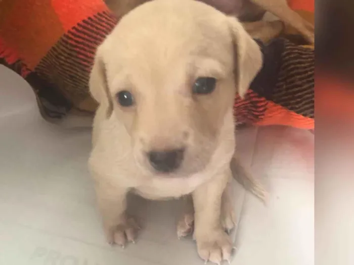 Cachorro ra a SRD-ViraLata idade Abaixo de 2 meses nome Filhote 